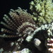 Dichrometra palmata - Photo (c) Derek Keats, algunos derechos reservados (CC BY)