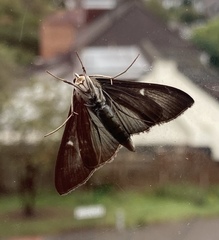 Cydalima perspectalis