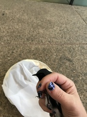 Setophaga caerulescens