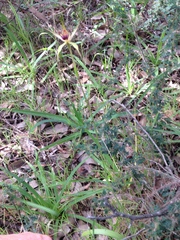 Caladenia paludosa