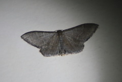 Idaea coercita