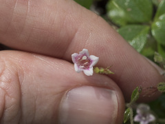 Linnaea borealis longiflora