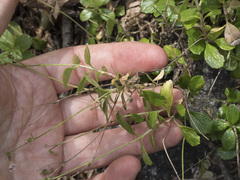Linnaea borealis longiflora