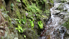 Conandron ramondioides