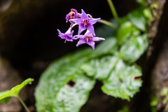 Conandron ramondioides