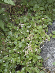 Linnaea borealis longiflora