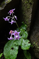 Conandron ramondioides