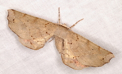 Parepisparis excusata