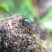 Duomyia apicalis - Photo (c) daniel_heald, some rights reserved (CC BY-NC), uploaded by daniel_heald