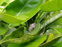 Megafreya sutrix