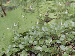 Linnaea borealis longiflora