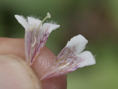 Linnaea borealis longiflora