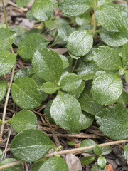 Linnaea borealis longiflora