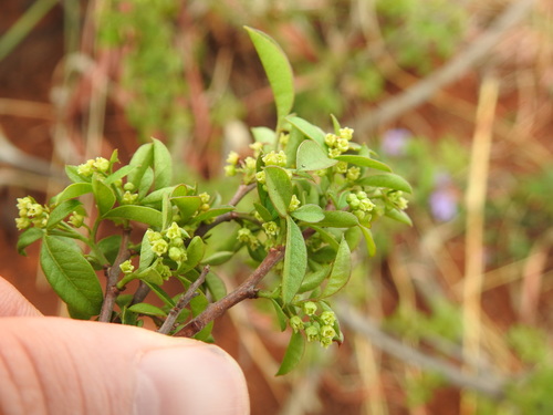 Image of Searsia rigida by (c) Matthew Fainman, some rights reserved (CC BY)