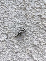 Hypercompe permaculata