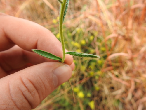 Image of Lasiosiphon afer by (c) Matthew Fainman, some rights reserved (CC BY)