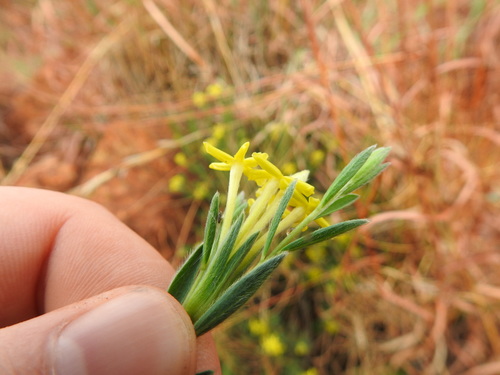 Image of Lasiosiphon afer by (c) Matthew Fainman, some rights reserved (CC BY)