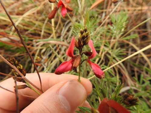 Image of Indigofera hedyantha by (c) Matthew Fainman, some rights reserved (CC BY)