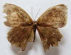 Taygetis rufomarginata