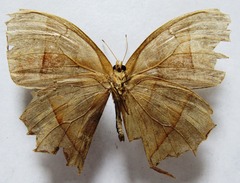 Taygetis rufomarginata