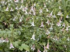 Linnaea borealis longiflora