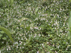 Linnaea borealis longiflora