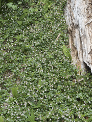 Linnaea borealis longiflora