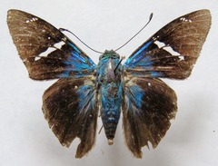 Telegonus azul