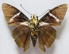 Telegonus azul
