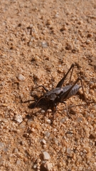 Thyreonotus corsicus