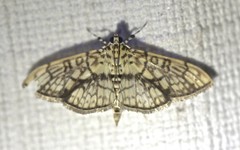 Haritalodes obliqualis