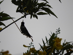 Archilochus alexandri