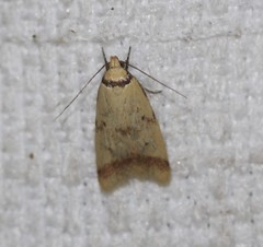 Heteroteucha anthodora