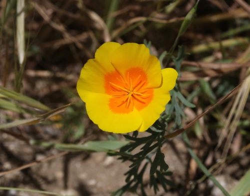Eschscholzia lemmonii ssp. kernensis