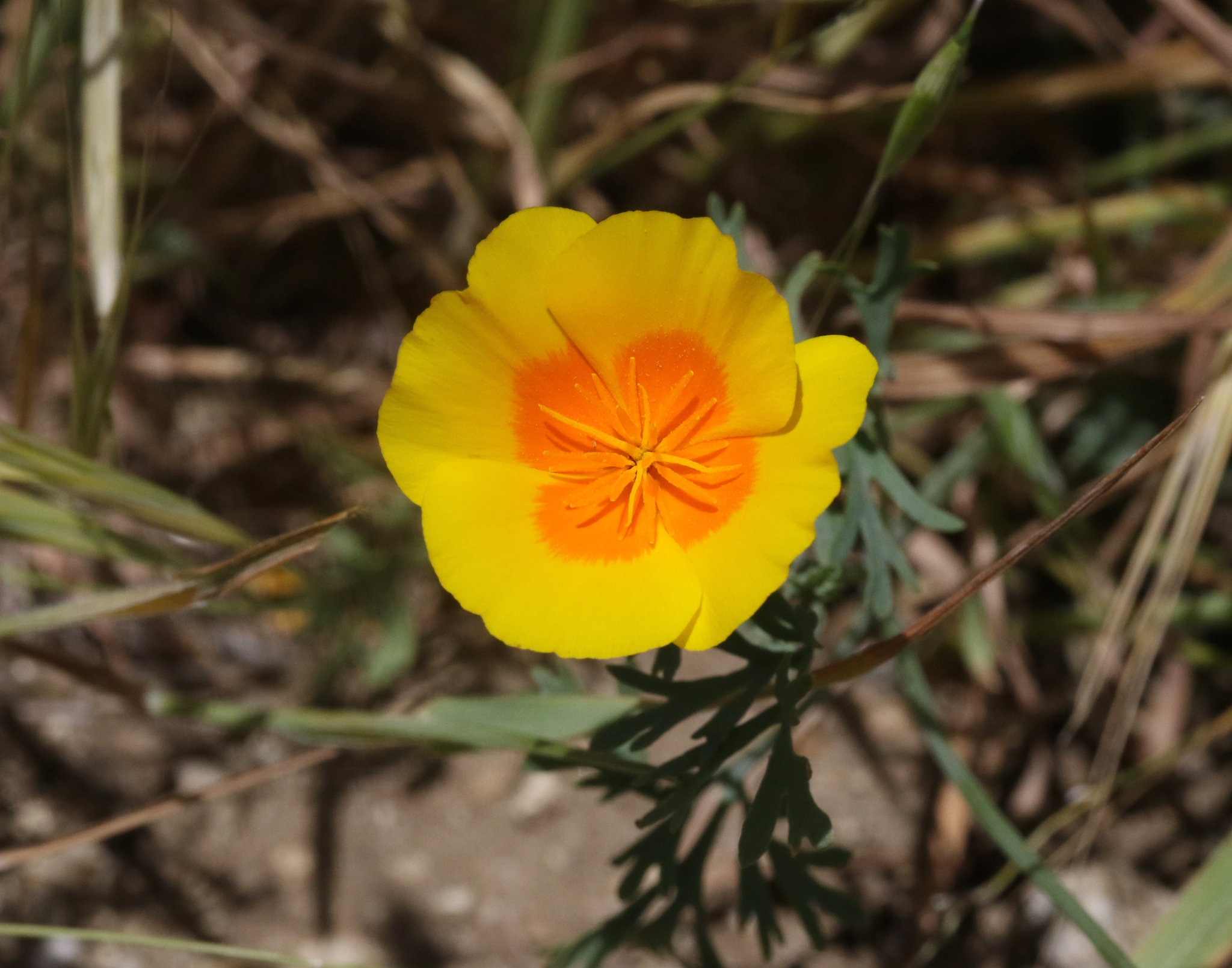 Eschscholzia lemmonii ssp. kernensis