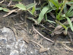 Leptogenys kitteli