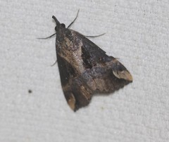 Dichromia quinqualis