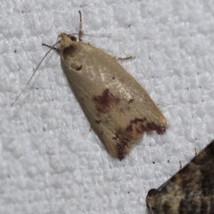 Ageletha elaeodes