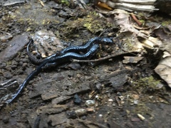 Plethodontinae