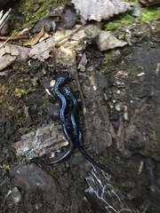 Plethodontinae