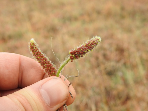 Image of Acalypha angustata by (c) Matthew Fainman, some rights reserved (CC BY)