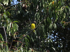 Coccothraustes abeillei