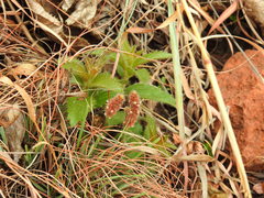 Acalypha angustata