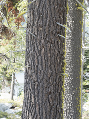 Abies magnifica shastensis
