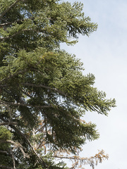Abies magnifica shastensis