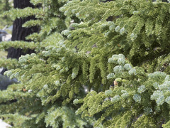 Abies magnifica shastensis