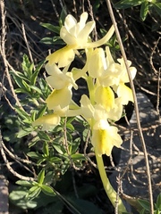 Orchis pauciflora