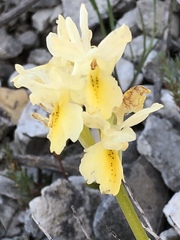 Orchis pauciflora