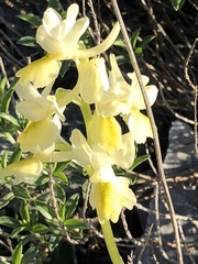 Orchis pauciflora