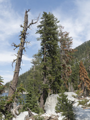 Abies magnifica shastensis
